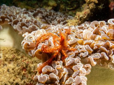 Bir Orangutan yengeci, Achaeus japonicus, Filipinler, Puerto Galera 'da bir deniz şakayığı. Bu bir Inachidae, örümcek yengeci veya dekoratör yengeç türüdür.