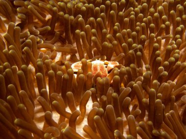 Neopetrolisthes maculata, Spotted porcelain crab on a sea anemone in Puerto Galera, Philippines. They are named porcelain crabs because they shed limbs very easily - probably to distract predators clipart