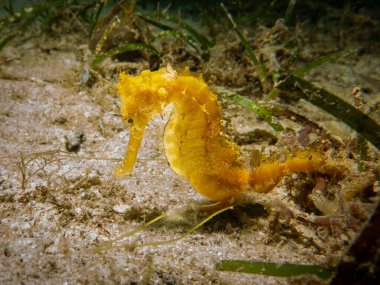 A yellow seahorse at a muck dive in Puerto Galera in the Philippines clipart