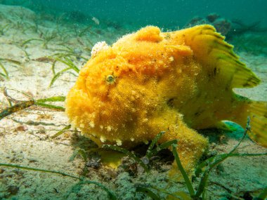 Sarı Dev Kurbağa Balığı, Antennarius Ticaret, Porto Galerisi, Filipinler. Mavi hariç neredeyse her renkte var.
