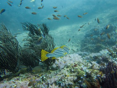 The Indian Ocean oriental sweetlips, also known as the oriental sweetlips or oriental blubber lips, is a species of marine ray-finned fish, a sweetlips belonging to the subfamily Plectorhinchinae clipart