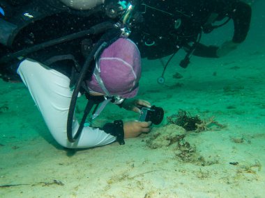 A scuba diver taking close-up shots of critters on a muck dive in Puerto Galera, Philippines. These waters have an outstanding biodiversity in marine life clipart