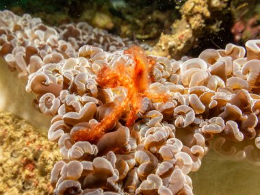 An Orangutan crab, Achaeus japonicus, on a sea anemone in Puerto Galera, Philippines. This is a species of Inachidae, spider crabs, or decorator crabs clipart