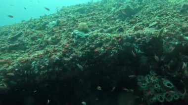 Filipinler, Puerto Galera 'da bir batık batakhanesinde iyi kesilmiş bir dalgıç. Arka planda bir yarasa balığı sürüsü var. Kameraya doğru video ışığı