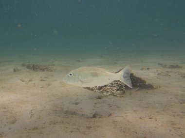 Lethrinus Harak (başparmak izi imparatoru), Lethrinidae familyasına ait bir balık türüdür. İmparatorlar ve imparator çipleri.