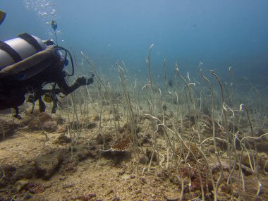 Bir dalış dalgıcı Junceella narinlikleriyle ya da kırılgan deniz kırbacıyla, narin kırbaçla yüzer. Fotoğraf: Puerto Galera, Filipinler