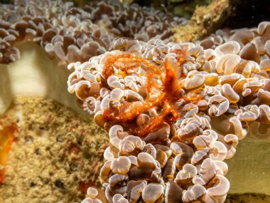 Bir Orangutan yengeci, Achaeus japonicus, Filipinler, Puerto Galera 'da bir deniz şakayığı. Bu bir Inachidae, örümcek yengeci veya dekoratör yengeç türüdür.