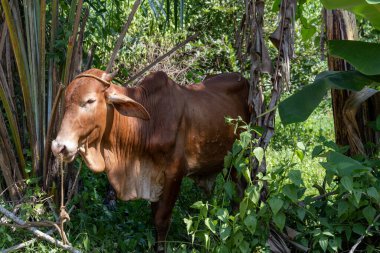 Batangas bölgesinde kahverengi bir Filipin ineği ağaçların arasında gölgeleniyor. Filipinlerdeki kırsal yaşam