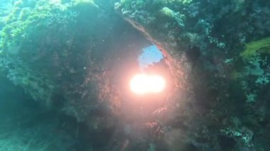Filipinler, Puerto Galera 'da bir batık batakhanesinde iyi kesilmiş bir dalgıç. Arka planda bir yarasa balığı sürüsü var. Kameraya doğru video ışığı