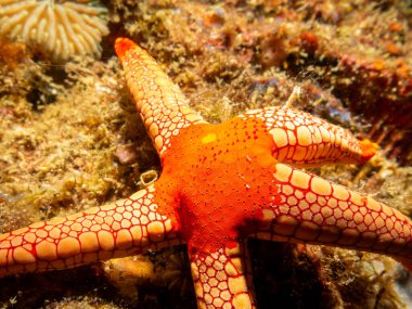 Filipinler 'in Puerto Galerisi' ndeki tropikal mercan resifinde kırmızı uçlu dokunaçları olan sarı bir denizyıldızı.. 