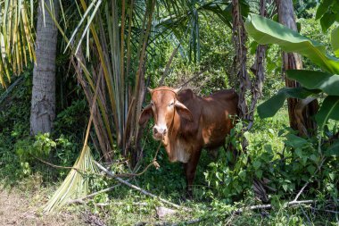 Batangas bölgesinde kahverengi bir Filipin ineği ağaçların arasında gölgeleniyor. Filipinlerdeki kırsal yaşam