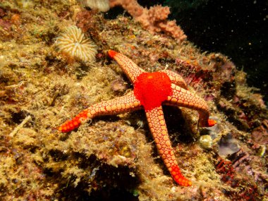 Filipinler 'in Puerto Galerisi' ndeki tropikal mercan resifinde kırmızı uçlu dokunaçları olan sarı bir denizyıldızı.. 