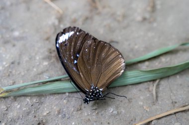 Çakıl yolunda şeffaf kanatları olan narin ölü bir kelebeğin yakın plan fotoğrafı. Bulanık bir arka plan, gri bir yol ve yeşil çimenler. 