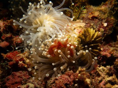 Bir Orangutan yengeci, Achaeus japonicus, Filipinler, Puerto Galera 'da bir deniz şakayığı. Bu bir Inachidae, örümcek yengeci veya dekoratör yengeç türüdür.