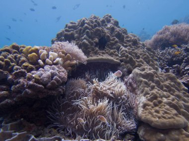 Pink skunk clownfish or pink anemonefish, Amphiprion perideraion, in its host anemone. Picture from Puerto Galera, Philippines clipart