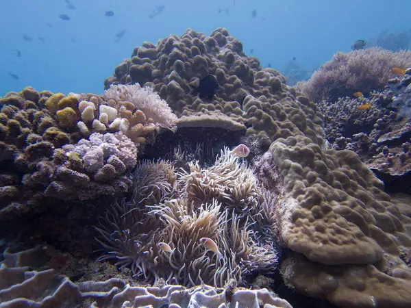 Pembe kokarca palyaço balığı ya da pembe anemonik balığı, Amphiprion perideraion, ev sahibi şakayıkta. Fotoğraf: Puerto Galera, Filipinler