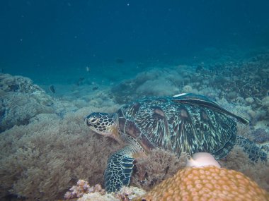 Tropikal mercan resiflerine bağlı bir Yeşil Deniz Kaplumbağası. Mavi okyanus. Geçmişi. Filipinler, Puerto Galera 'daki bir tüplü dalıştan.