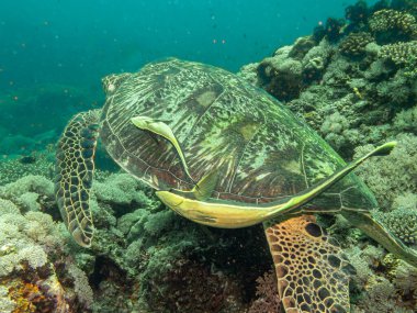 Tropikal mercan resiflerine bağlı bir Yeşil Deniz Kaplumbağası. Turkuaz okyanus arka planı. Filipinler, Puerto Galera 'daki bir tüplü dalıştan.