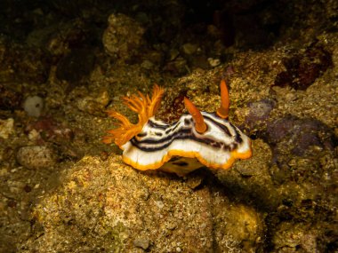 Filipinler 'deki bir Puerto Galera resifinde çıplak Chromodoris Magnifica. Bu resifler çok sağlıklı ve yaşamla iç içe.