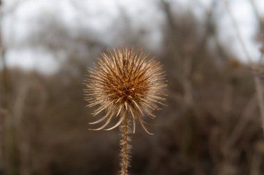 Kuru sarı çay çaydanlığı ya da Dipsacus strigosus 'un yakın plan fotoğrafı. Bulanık arkaplan