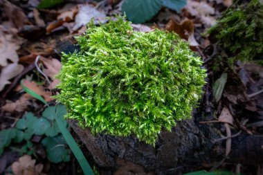 Ağaç kütüğündeki yeşil yosunların yakın plan fotoğrafı. Islak, soğuk ve nemli kış
