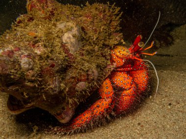 Filipinler 'in Puerto Galerisi' ndeki Sabang Körfezi 'nde bir gece dalışında çekilen Münzevi yengecinin yakın plan fotoğrafı.. 