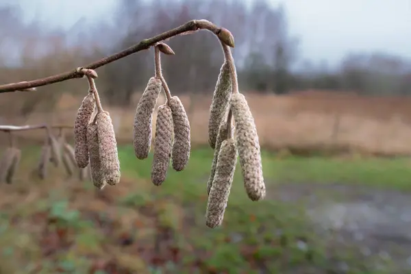 Bulanık bir arkaplanda ela Catkins 'in yakın plan fotoğrafı. Sonbaharın sonlarında Corylus avellana veya Corylus maxima türleri