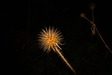 A close-up picture of a winter dry Yellowflower teasel or Dipsacus strigosus. Isolated on a black background clipart