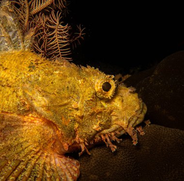 A closeup shot of the head of a scorpionfish found at a Puerto Galera wreck dive in the Philippines. Black background clipart