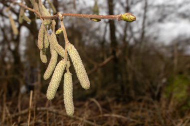 Bulanık bir arkaplanda ela Catkins 'in yakın plan fotoğrafı. Sonbaharın sonlarında Corylus avellana veya Corylus maxima türleri