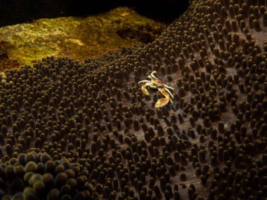 Filipinler, Puerto Galera 'da deniz şakayığı üzerinde benekli bir porselen yengeci, Neopetrolisthes maculatus' un güzel bir sahnesi.