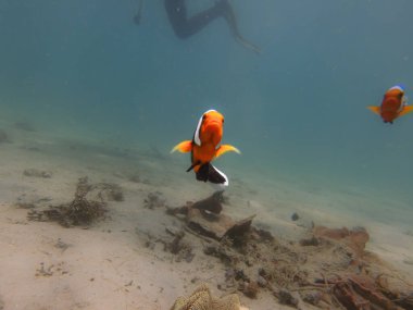 A Clownfish looking at the camera. Blue water background. Picture from Puerto Galera, Philippines clipart