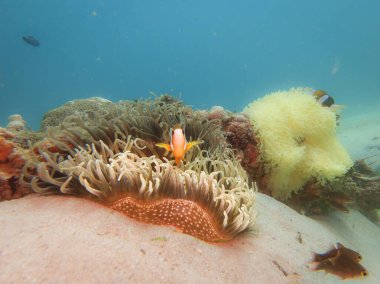 Clownfish is peaking out from its home in a stinging sea anemone. Picture from Puerto Galera, Philippines clipart