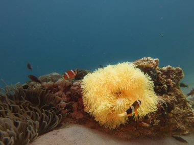 Clownfish is peaking out from its home in a stinging sea anemone. Picture from Puerto Galera, Philippines clipart