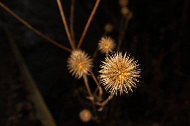 An artistic shot of a winter dry Thistle isolated on a black background. Can be used as a wallpaper or illustration  clipart