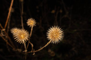 An artistic shot of a winter dry Thistle isolated on a black background. Can be used as a wallpaper or illustration  clipart