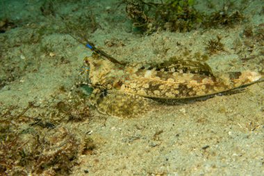 Fingered Dragonet a fish that looks like something from a comics. Iy is a bottom dweller with two antennas. Dactylopus dactylopus is a species of marine fish in the family Callionymidae clipart