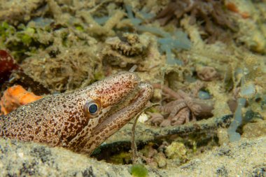 Sığınağından dışarı bakan bir yılanbalığının yakın plan fotoğrafı. Fotoğraf: Puerto Galera, Filipinler