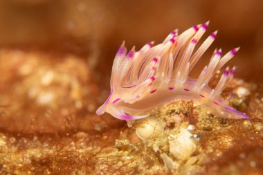 Mor ve beyaz renkli güzel bir deniz salyangozu. Filipinler 'deki tropikal mercan resifinde çıplak Flabellina