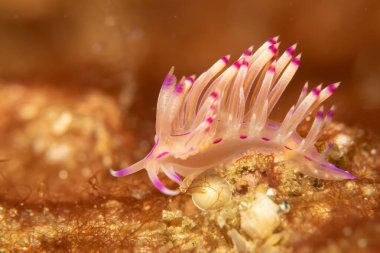 Mor ve beyaz renkli güzel bir deniz salyangozu. Filipinler 'deki tropikal mercan resifinde çıplak Flabellina