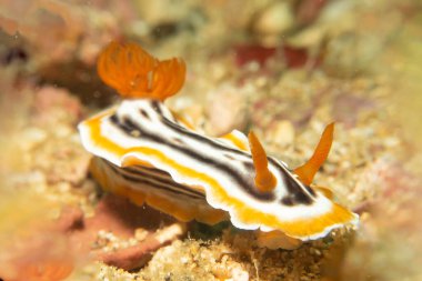 Güzel bir çıplak dalın yakın çekimi, Muhteşem Kromodoris, ya da Doridina ve Kromodorididae ailesinden Kromodoris magnifica. Bunlar Dorid Çıplaklar Kategorisi 'ne ait.