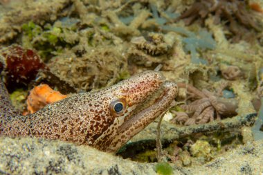 Sığınağından dışarı bakan bir yılanbalığının yakın plan fotoğrafı. Fotoğraf: Puerto Galera, Filipinler