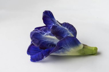 Beyaz arka planda mavi bir Kelebek bezelye çiçeğinin yakın çekimi. Klitoria ternatea, Asya güvercin kanatları, mavi bıldırcın, mavi bezelye, cordofan bezelyesi veya Darwin bezelyesi olarak bilinir.