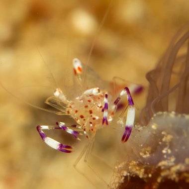 Holthuis 'in temiz karideslerinden Ancylomenes Holthuisi' nin süper makro fotoğrafı. Fotoğraf: Puerto Galera, Filipinler
