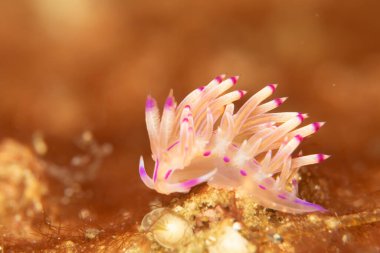 Mor ve beyaz renkli güzel bir deniz salyangozu. Filipinler 'deki tropikal mercan resifinde çıplak Flabellina