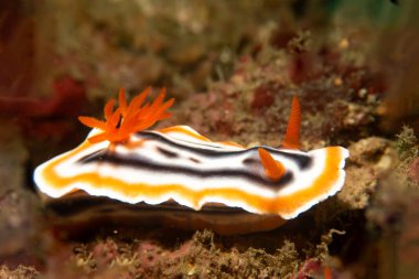 Güzel bir çıplak dalın yakın çekimi, Muhteşem Kromodoris, ya da Doridina ve Kromodorididae ailesinden Kromodoris magnifica. Bunlar Dorid Çıplaklar Kategorisi 'ne ait.