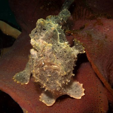 Deniz ortamında saklanan boyalı bir kurbağa balığı, Antennarius Pictus. Fotoğraf: Puerto Galera, Filipinler