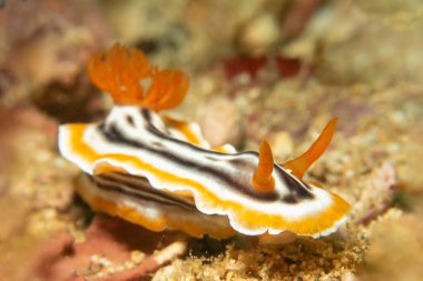 Güzel bir çıplak dalın yakın çekimi, Muhteşem Kromodoris, ya da Doridina ve Kromodorididae ailesinden Kromodoris magnifica. Bunlar Dorid Çıplaklar Kategorisi 'ne ait.