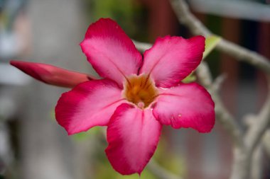 Zehirli çiçekli güzel bir çöl gülü ya da çiçek açmış Adenyum obesum. Apocynoideae alt familyasından Nerieae kabilesine ait.