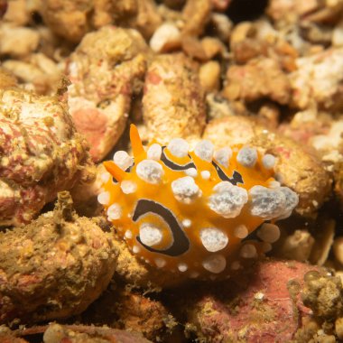 Filipinler, Puerto Galera 'da dalış yapılan beyaz noktalı turuncu bir çıplak dal Phyllidia ocellata. Burası mercan üçgeninin merkezi.